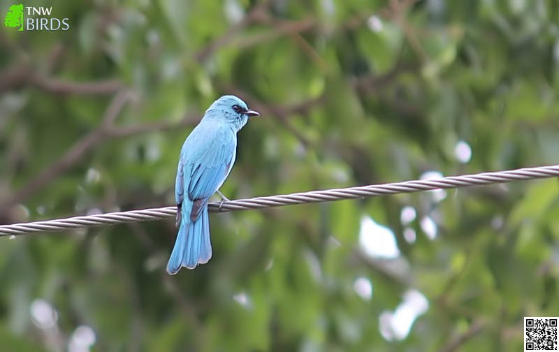 Perching Birds